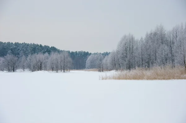 Paysage hivernal — Photo