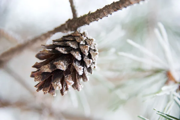 Close-up de um cone de pinheiro — Fotografia de Stock