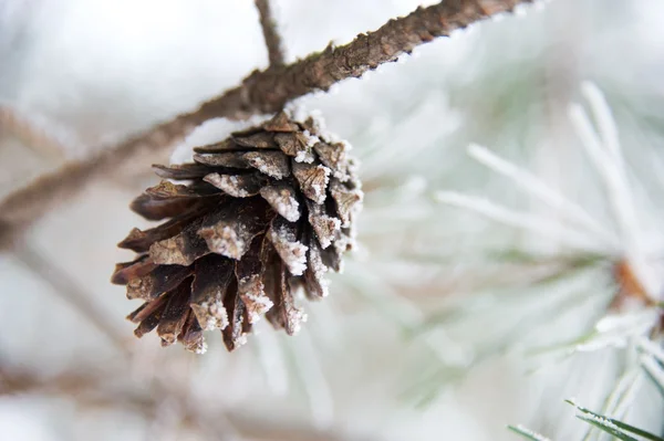 Close-up van een dennenappel — Stockfoto