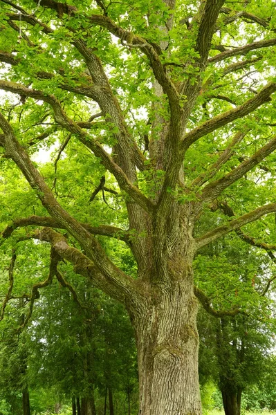 Árvore velha em um parque — Fotografia de Stock