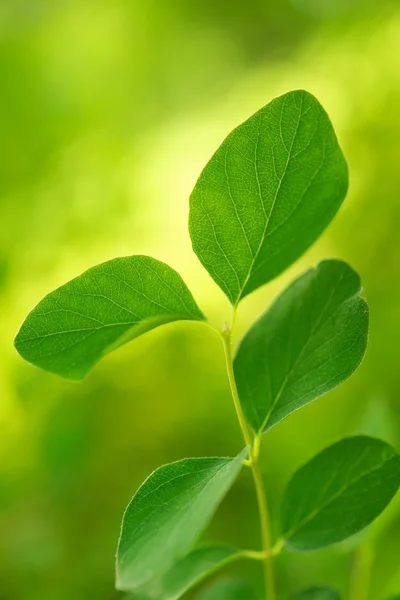 Prachtige groene bladeren close-up. — Stockfoto