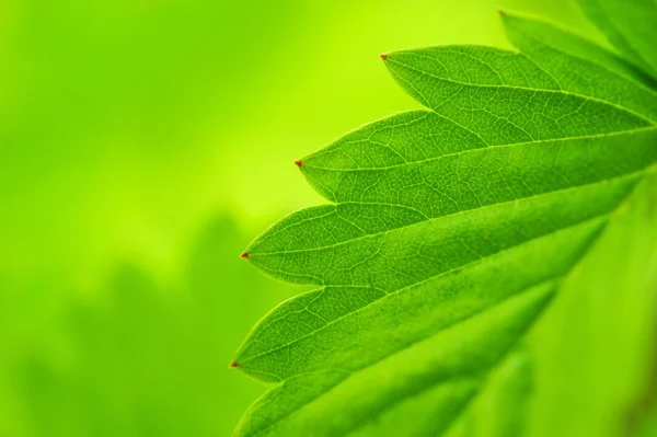 Krásné zelené listy close-up. — Stock fotografie