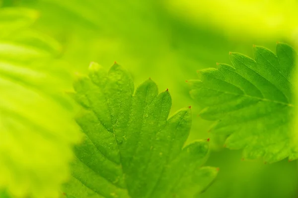 Piękne, zielone liście z bliska. — Zdjęcie stockowe