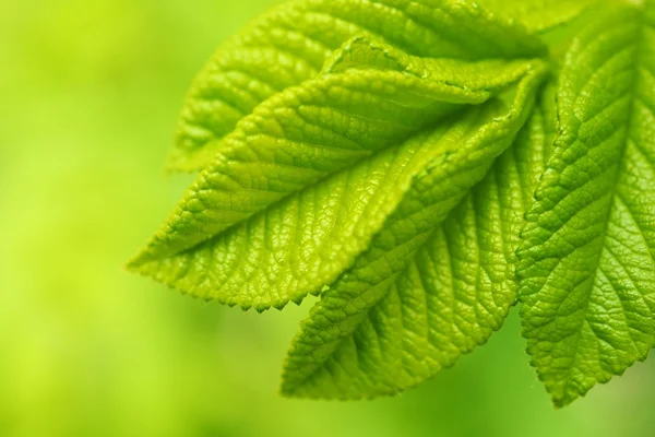 Beautiful green leaves close-up. — Stock Photo, Image