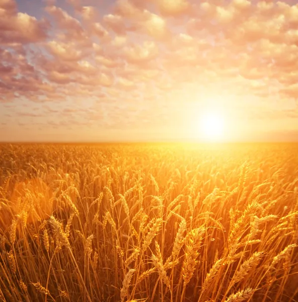 Wheat field over cloudy sky — Stock Photo, Image