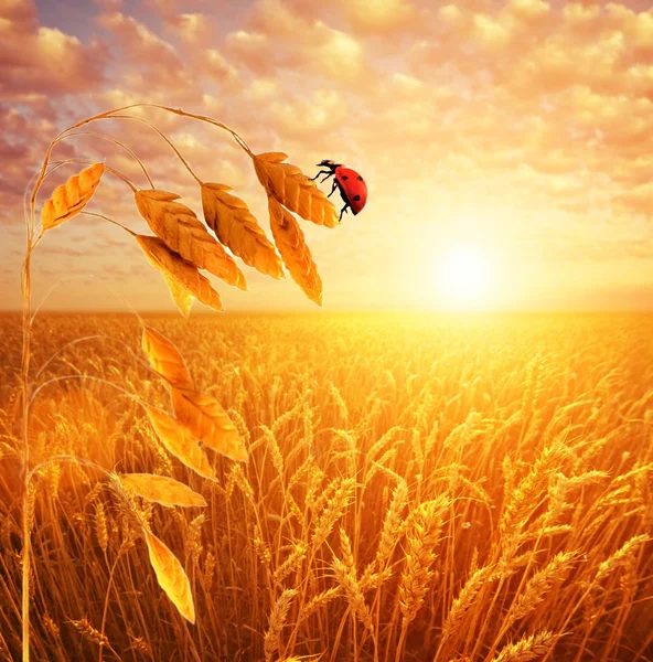 Večerní nebe nad ladybuh sedí na stonek pšenice. — Stock fotografie