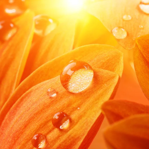 Petali di fiori d'arancio — Foto Stock