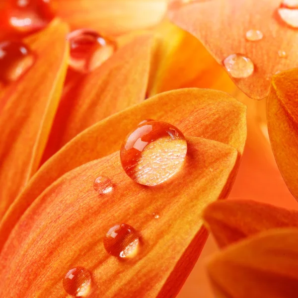 Pétalas de flor laranja — Fotografia de Stock