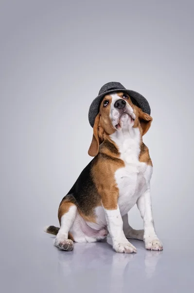 Beaglehund — Stockfoto