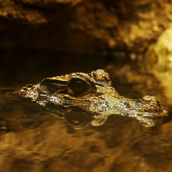 Krokodýl ve vodě水にワニ — ストック写真