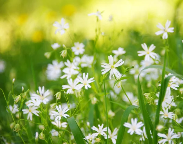 Красивое цветочное поле — стоковое фото