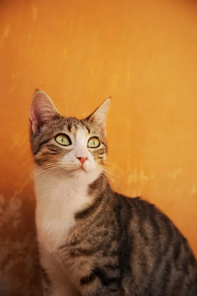 Gato contra fundo abstrato — Fotografia de Stock