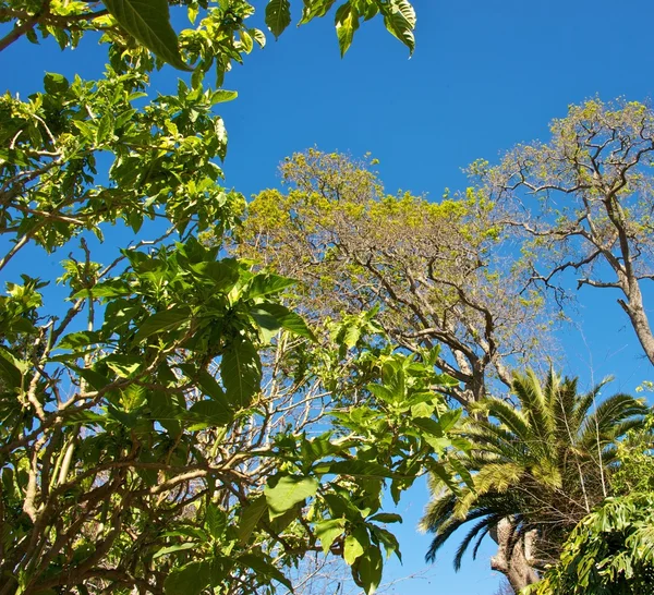 Κλαδιά δέντρων ενάντια στον γαλάζιο ουρανό. — Φωτογραφία Αρχείου