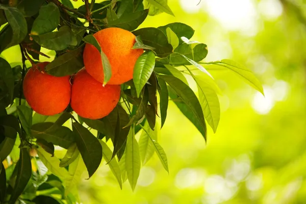 Orangenbaum — Stockfoto