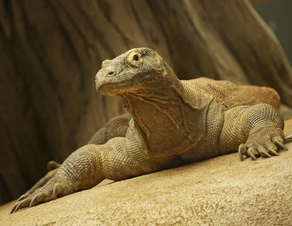 Dragon de Komodo — Photo