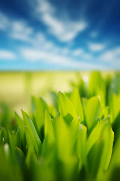 Frisches grünes Gras und blauer bewölkter Himmel — Stockfoto