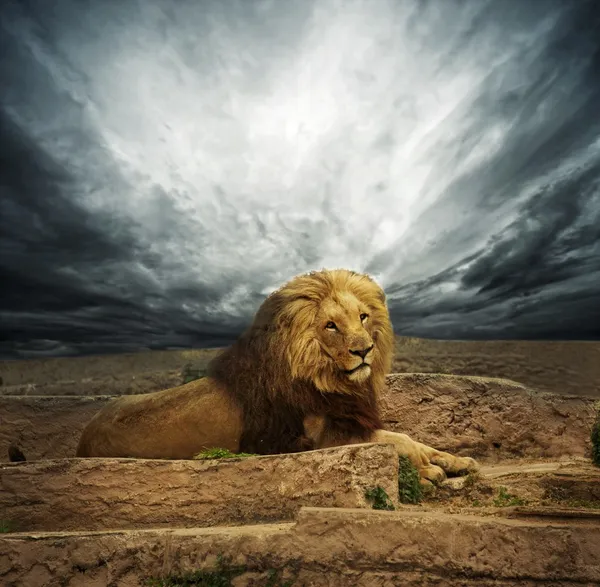Afrikanska lejon — Stockfoto