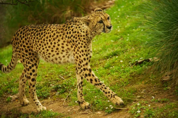 Cheetah utomhus — Stockfoto
