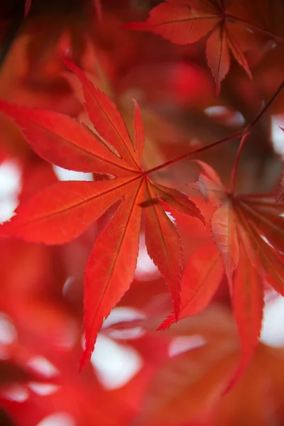 Frunzele roșii frumoase — Fotografie, imagine de stoc