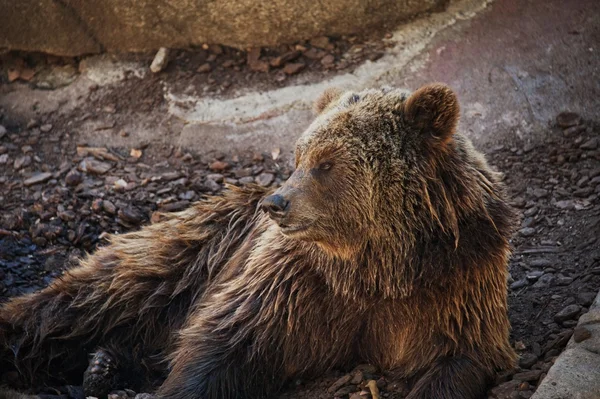 Brown bear lying down. — Stock Photo, Image