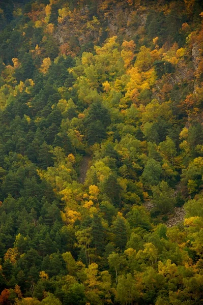 Bos berglandschap — Stockfoto