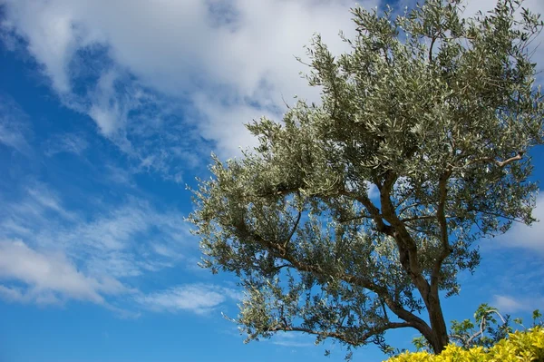 Дерево над блакитним небом — стокове фото