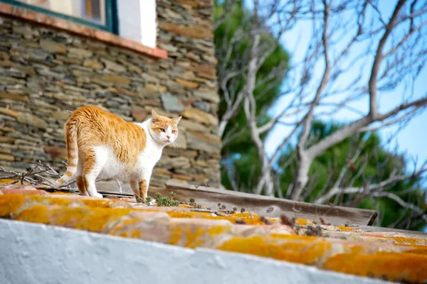 옥상에 있는 고양이 — 스톡 사진