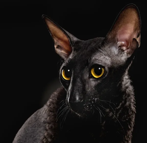 Siyah cornish rex kedi — Stok fotoğraf