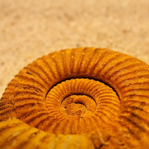 アンティークのカタツムリの殻 — ストック写真