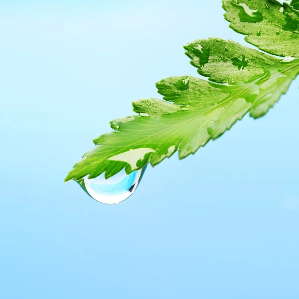 Färska gröna blad — Stockfoto