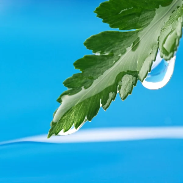 싱싱 한 푸른 잎 — 스톡 사진