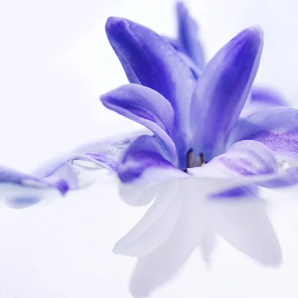 아름 다운 꽃 — 스톡 사진