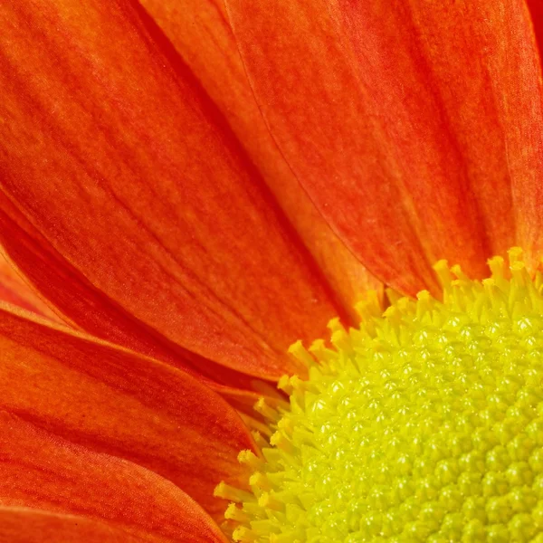 Narancs virág — Stock Fotó