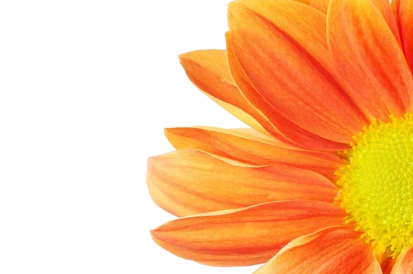 Fleur orange — Photo