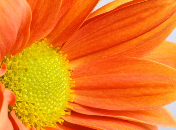 Flor naranja —  Fotos de Stock