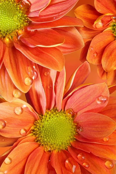 Flor de laranja — Fotografia de Stock