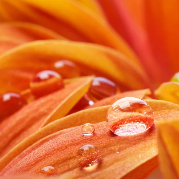 Orangenblüte — Stockfoto