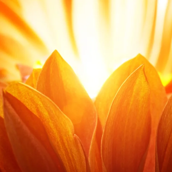 Orange flower — Stock Photo, Image