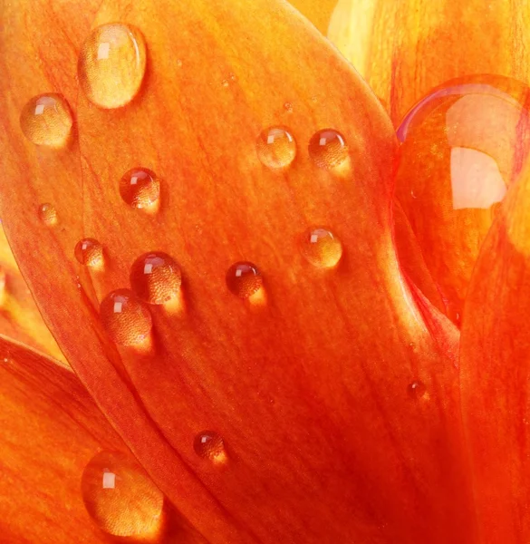 Orangenblüte — Stockfoto