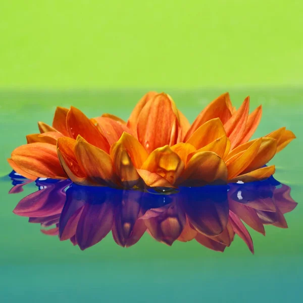 오렌지 꽃 — 스톡 사진