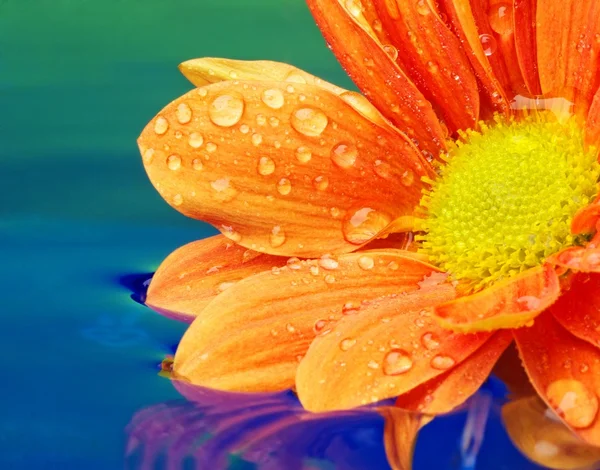 Помаранчевий квітка — стокове фото