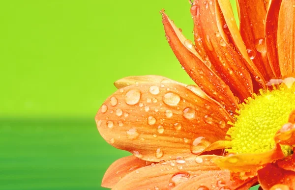 Orange blomma — Stockfoto