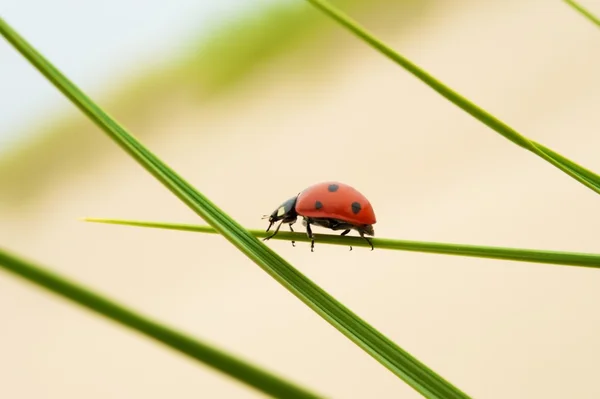 Ladybug — Stock Photo, Image