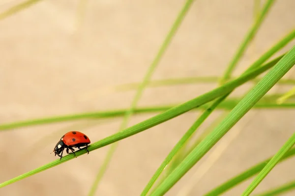瓢虫 — 图库照片