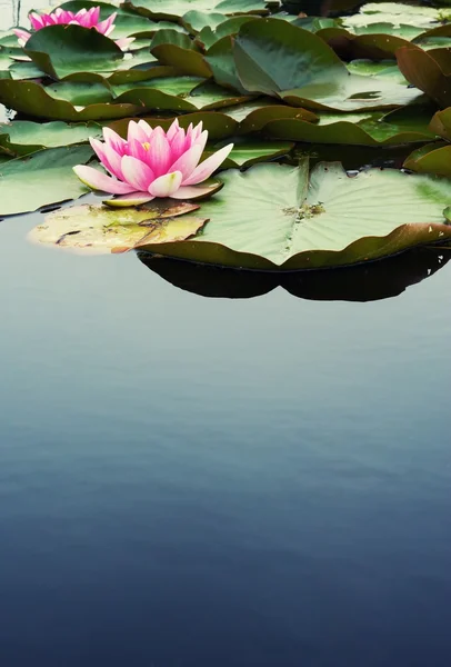 Acqua rosa Lilly — Foto Stock