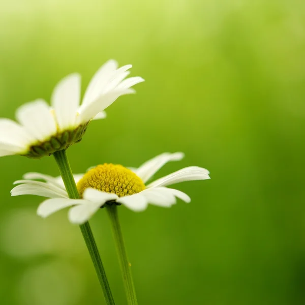 Sedmikráska květ — Stock fotografie