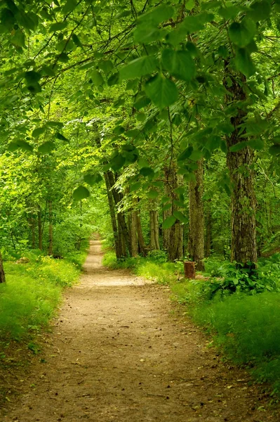Piękne ścieżki w lesie — Zdjęcie stockowe