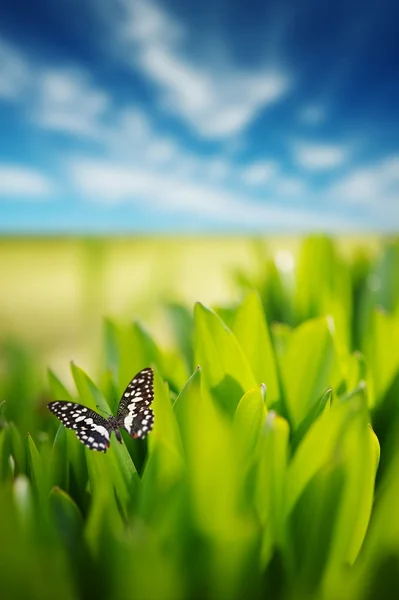 Świeża trawa zielona na pochmurne niebo — Zdjęcie stockowe