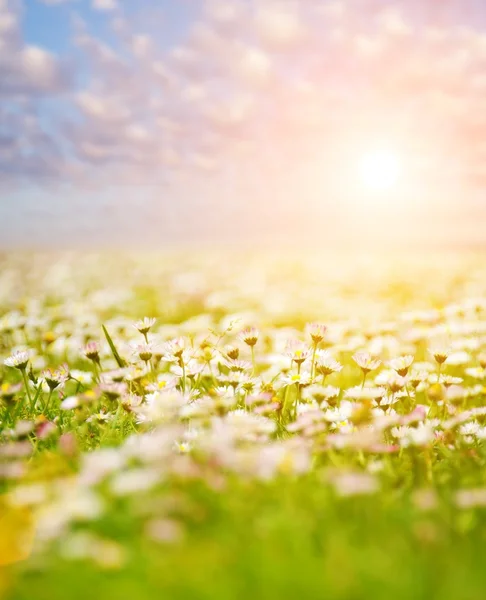 Blomsterfält — Stockfoto