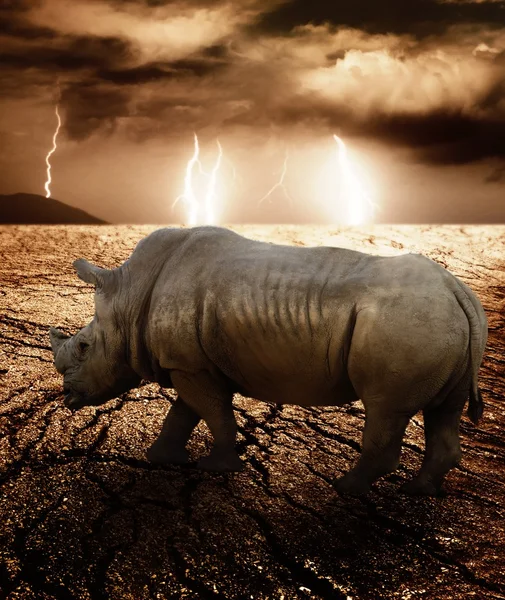 Rhino in een woestijn storm — Stockfoto